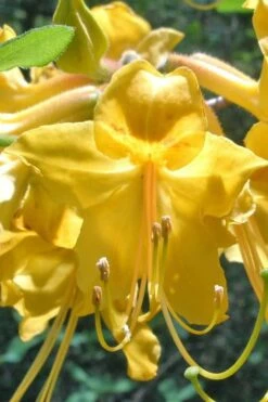 Admiral Semmes Native Azalea - Rhododendron - 1 Gallon Pot -Garden Supplies Sales 2024 Native Azalea Admiral Semmes 500x750 1