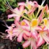 Candy Stripe Native Azalea (Rhododendron Flammeum) - 3 Gallon Pot -Garden Supplies Sales 2024 Native Azalea Candy Stripe 1