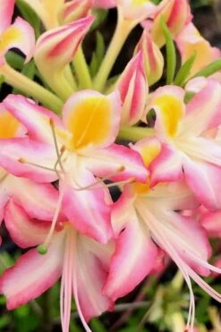 Candy Stripe Native Azalea (Rhododendron Flammeum) - 3 Gallon Pot -Garden Supplies Sales 2024 Native Azalea Candy Stripe 2