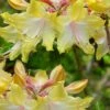 Clear Creek Aromi Azalea (Rhododendron) - 1 Gallon Pot -Garden Supplies Sales 2024 Native Azalea Clear Creek Aromi 20