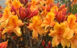 Four Kings Aromi Azalea (Rhododendron Hybrid) - 1 Gallon Pot -Garden Supplies Sales 2024 Native Azalea Four Kings 6