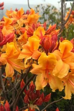 Four Kings Aromi Azalea (Rhododendron Hybrid) - 1 Gallon Pot -Garden Supplies Sales 2024 Native Azalea Four Kings 8