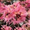 Magenta Rose Flame Native Azalea (Rhododendron Flammeum) - 3 Gallon Pot -Garden Supplies Sales 2024 Native Azalea Magenta Rose 2