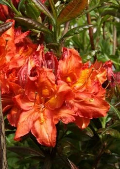 Mary Poppins Azalea (Rhododendron) - 5 Gallon Pot -Garden Supplies Sales 2024 Native Azalea Mary Poppins 5