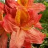Mary Poppins Azalea (Rhododendron) - 3 Gallon Pot -Garden Supplies Sales 2024 Native Azalea Mary Poppins 5202 1