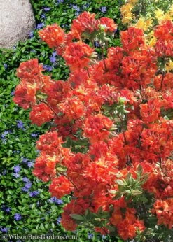 Mary Poppins Azalea (Rhododendron) - 5 Gallon Pot -Garden Supplies Sales 2024 Native Azalea Mary Poppins 6