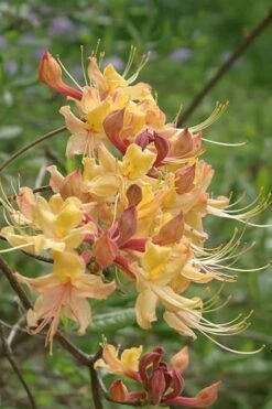 My Mary Native Azalea (Rhododendron) - 3 Gallon Pot 6 My Mary Native Azalea (Rhododendron) - 3 Gallon Pot -Garden Supplies Sales 2024 Native Azalea My Mary 10