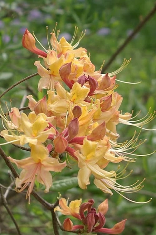 My Mary Native Azalea (Rhododendron) - 3 Gallon Pot My Mary Native Azalea (Rhododendron) - 3 Gallon Pot -Garden Supplies Sales 2024 Native Azalea My Mary 10