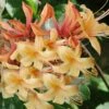My Mary Native Azalea (Rhododendron) - 3 Gallon Pot -Garden Supplies Sales 2024 Native Azalea My Mary 22