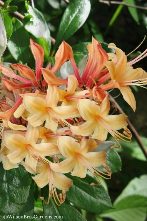 My Mary Native Azalea (Rhododendron) - 3 Gallon Pot My Mary Native Azalea (Rhododendron) - 3 Gallon Pot -Garden Supplies Sales 2024 Native Azalea My Mary 22