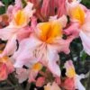 Pink Carousel Aromi Azalea (Rhododendron Hybrid) - 3 Gallon Pot -Garden Supplies Sales 2024 Native Azalea Pink Carousel 1