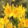 Sunny Side Up Aromi Azalea (Rhododendron Hybrid) - 3 Gallon Pot -Garden Supplies Sales 2024 Native Azalea Sunny Side Up 4