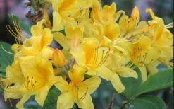 Sunny Side Up Aromi Azalea (Rhododendron Hybrid) - 3 Gallon Pot -Garden Supplies Sales 2024 Native Azalea Sunny Side Up 5