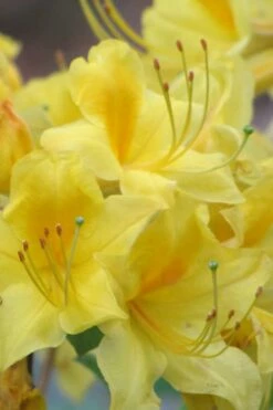 Sunny Side Up Aromi Azalea (Rhododendron Hybrid) - 3 Gallon Pot -Garden Supplies Sales 2024 Native Azalea Sunny Side Up 6