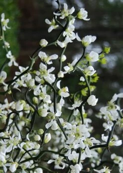 Flying Dragon Hardy Orange Tree - 7 Gallon Pot (5-6') (COPY) -Garden Supplies Sales 2024 Orange Flying Dragon 10 2