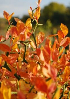 Flying Dragon Hardy Orange Tree - 7 Gallon Pot (3-4') -Garden Supplies Sales 2024 Orange Flying Dragon 13 1