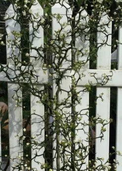 Flying Dragon Hardy Orange Tree - 7 Gallon Pot (3-4') -Garden Supplies Sales 2024 Orange Flying Dragon 3 1