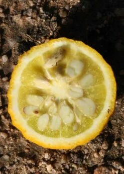 Flying Dragon Hardy Orange Tree - 7 Gallon Pot (3-4') -Garden Supplies Sales 2024 Orange Flying Dragon 5 1