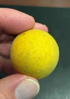 Flying Dragon Hardy Orange Tree - 7 Gallon Pot (3-4') -Garden Supplies Sales 2024 Orange Flying Dragon 6 1