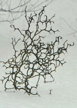 Flying Dragon Hardy Orange Tree - 7 Gallon Pot (3-4') -Garden Supplies Sales 2024 Orange Flying Dragon 7 1