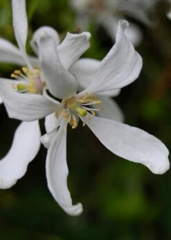 Flying Dragon Hardy Orange Tree - 7 Gallon Pot (3-4') -Garden Supplies Sales 2024 Orange Flying Dragon 8 1