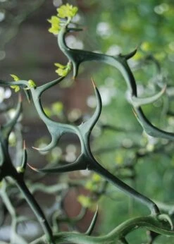 Flying Dragon Hardy Orange Tree - 7 Gallon Pot (5-6') (COPY) -Garden Supplies Sales 2024 Orange Flying Dragon 9 2