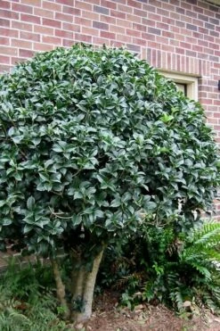 San Jose Fortune's Tea Olive Osmanthus - 3 Gallon Pot -Garden Supplies Sales 2024 Osmanthus San Jose Tea Olive 2