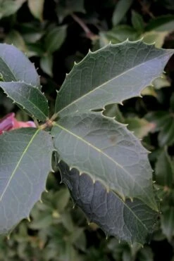 San Jose Fortune's Tea Olive Osmanthus - 3 Gallon Pot -Garden Supplies Sales 2024 Osmanthus San Jose Tea Olive 3