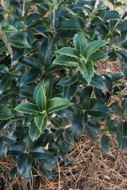 San Jose Fortune's Tea Olive Osmanthus - 3 Gallon Pot -Garden Supplies Sales 2024 Osmanthus San Jose Tea Olive 4