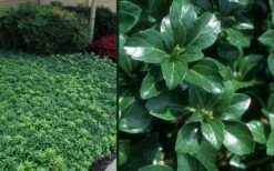 Green Sheen Pachysandra - Japanese Spurge - 18 Count Flats Of Pint Pots -Garden Supplies Sales 2024 Pachysandra Green Sheen Combo