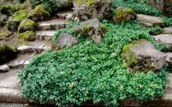 Green Sheen Pachysandra - Japanese Spurge - 18 Count Flats Of Pint Pots -Garden Supplies Sales 2024 Pachysandra Green Sheen Landscape