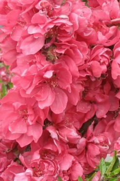 Bonanza Dwarf Patio Peach Tree - 2 Gallon Pot -Garden Supplies Sales 2024 Peach Bonanza 3 2