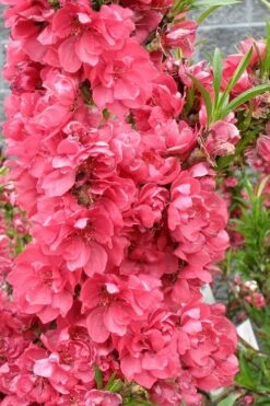 Bonanza Dwarf Patio Peach Tree - 3 Gallon Pot -Garden Supplies Sales 2024 Peach Bonanza 4 1