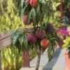 Bonanza Dwarf Patio Peach Tree - 3 Gallon Pot -Garden Supplies Sales 2024 Peach Bonanza 6 1