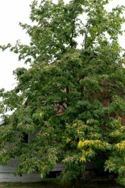 American Persimmon Tree (Diospyros Virginiana) - 3 Pack Of 1.5 Quart Pots -Garden Supplies Sales 2024 Persimmon American 2 1