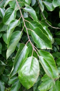 American Persimmon Tree (Diospyros Virginiana) - 1 Gallon Pot -Garden Supplies Sales 2024 Persimmon American 3 2