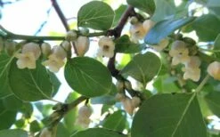 American Persimmon Tree - Diospyros Virginiana - 2 Gallon Pot -Garden Supplies Sales 2024 Persimmon American 5 3