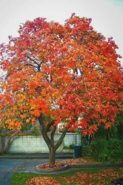 American Persimmon Tree - Diospyros Virginiana - 3 Gallon Pot -Garden Supplies Sales 2024 Persimmon American 6