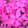 Drummond's Pink Creeping Phlox - 1 Gallon Pot -Garden Supplies Sales 2024 Phlox Drummonds Pink 10
