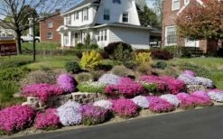 Drummond's Pink Creeping Phlox - 6 Pack Of 1 Gallon Pots -Garden Supplies Sales 2024 Phlox Drummonds Pink 11 1