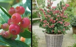 Pink Lemonade Blueberry - 1 Gallon Pot -Garden Supplies Sales 2024 Picture Blueberry Pink Lemonade 1 2