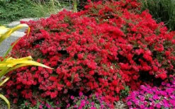 Cherry Dazzle Dwarf Crape Myrtle - 2 Gallon Pot -Garden Supplies Sales 2024 Picture Crape Myrtle Cherry Dazzle 5 2