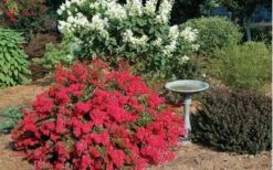 Cherry Dazzle Dwarf Crape Myrtle - 1 Gallon Pot -Garden Supplies Sales 2024 Picture Crape Myrtle Cherry Dazzle Dwarf 2