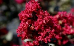 Double Feature Red Crape Myrtle - 3 Gallon Pot -Garden Supplies Sales 2024 Picture Crape Myrtle Double Feature 2