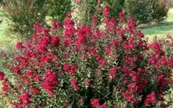 Double Feature Red Crape Myrtle - 3 Gallon Pot -Garden Supplies Sales 2024 Picture Crape Myrtle Double Feature