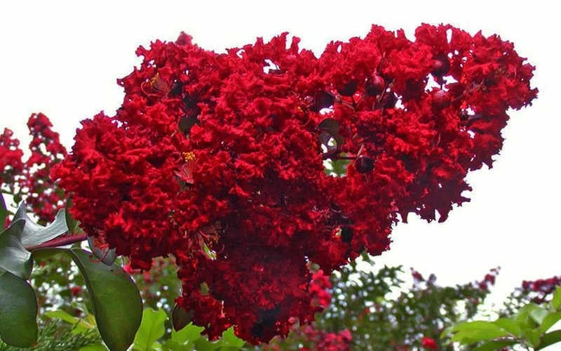 Dynamite Red Crape Myrtle - 7 Gallon Pot (3-4') Dynamite Red Crape Myrtle - 7 Gallon Pot (3-4') -Garden Supplies Sales 2024 Picture Crape Myrtle Dynamite 1 3