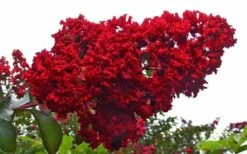 Dynamite Red Crape Myrtle - 6 Pack Of 1 Gallon Pots -Garden Supplies Sales 2024 Picture Crape Myrtle Dynamite 1 5