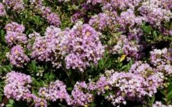 Early Bird Lavender Crape Myrtle - 3 Gallon Pot -Garden Supplies Sales 2024 Picture Crape Myrtle Early Bird Lavender