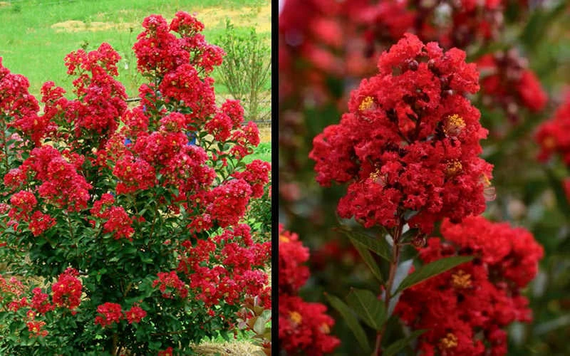 Enduring Summer Red Crape Myrtle - 3 Gallon Pot Enduring Summer Red Crape Myrtle - 3 Gallon Pot -Garden Supplies Sales 2024 Picture Crape Myrtle Enduring Summer Red 1