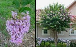 Muskogee Lavender Crape Myrtle - 1 Gallon Pot -Garden Supplies Sales 2024 Picture Crape Myrtle Muskogee 1 2